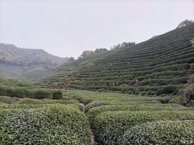 龍井問茶--游杭州龍井村