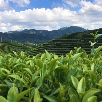 單叢茶 鳳凰單樅茶高山茶
