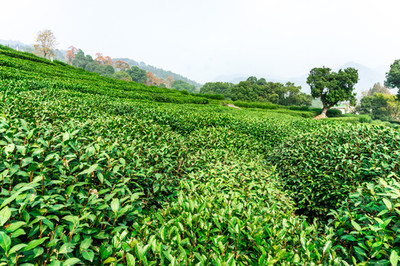 茶葉種植基地