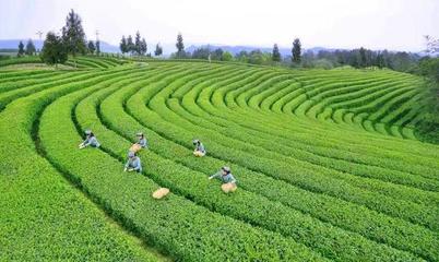 茶葉產業,致富的黃金鑰匙?