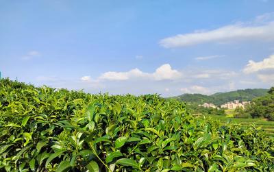 百合鎮高祝村:茶葉飄香助增收 產業興旺促振興