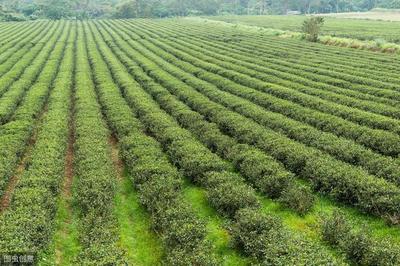 茶葉氨基酸含量栽培措施你知道嗎?學會5點,改善茶葉品質!