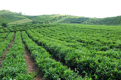 茶樹茶園,茶園,茶樹,茶葉