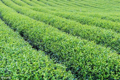 茶葉種植技術 淺談茶葉樹開花和結果