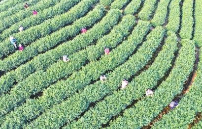 普照村種茶綠了荒山富了村民