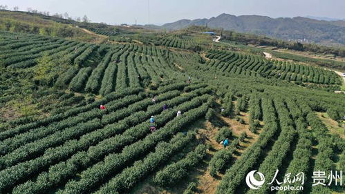 安龍 茶園飄香茶農忙
