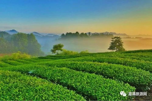 深山香茗 ,一生只等一壺茶