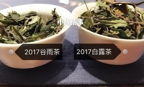 白茶雙嬌春壽眉和秋壽眉,哪種適合長期收藏