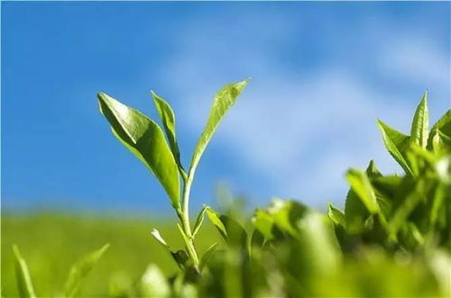 百萬古茶樹譜寫貴州茶新篇章