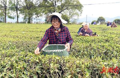 春季采茶季:忙碌的茶葉采摘時(shí)刻