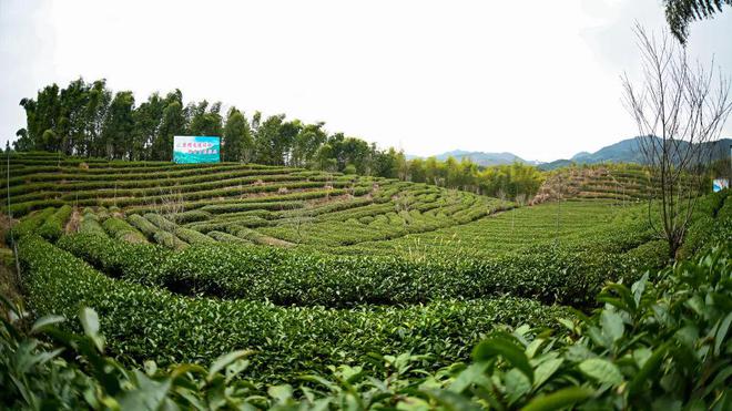 鄉村振興為抓手,聚焦綠色生態茶產區的高質量發展