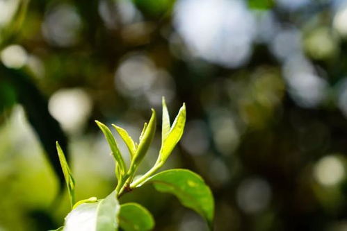 10年茶企老板,在家竟這么喝茶