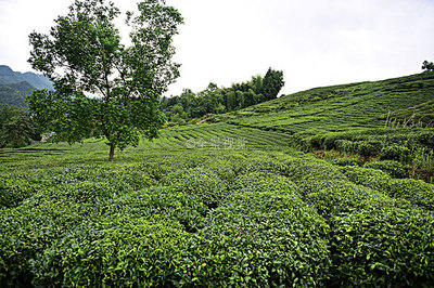 茶園茶葉圖片-茶園茶葉背景圖-茶園茶葉背景圖片-茶園茶葉