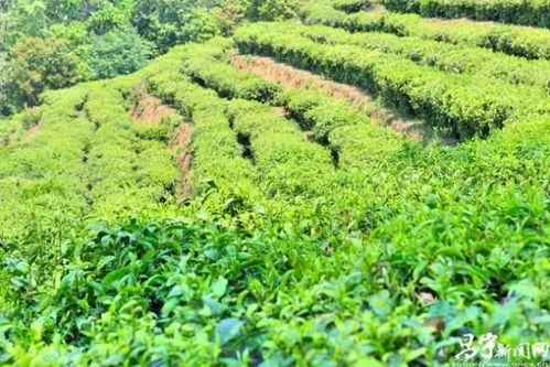 那些美美的生態茶園