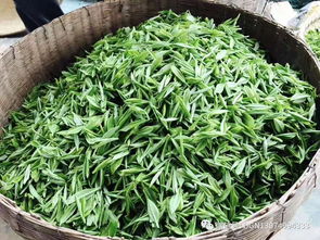 茗茶匯眾籌║01湖南省沅陵縣盤古茶葉種植專業合作社